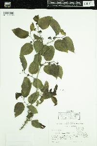 Smilax tamnoides image