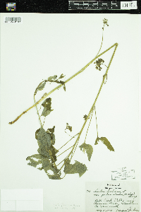 Media resource of Smilax pulverulenta