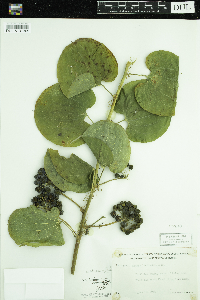 Smilax lasioneura image