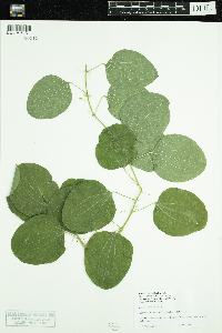 Smilax lasioneura image