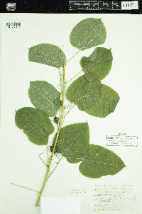Smilax lasioneura image