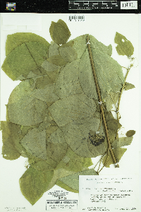 Smilax lasioneura image