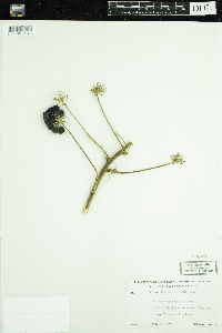 Smilax lasioneura image