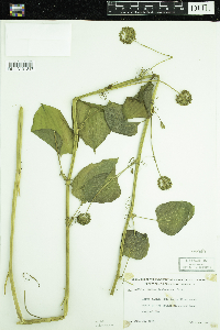 Smilax lasioneura image