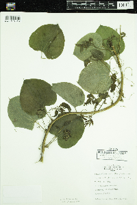 Smilax lasioneura image