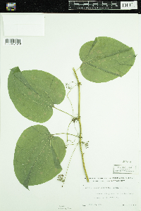 Smilax lasioneura image