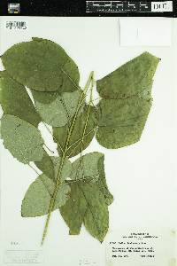 Smilax lasioneura image