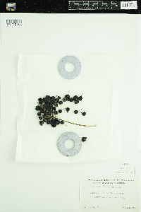 Smilax lasioneura image