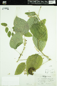 Smilax lasioneura image