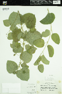Smilax lasioneura image