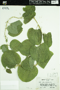 Smilax lasioneura image