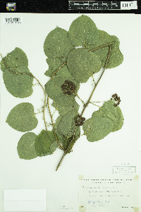 Smilax lasioneura image