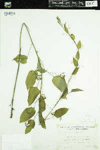 Smilax lasioneura image