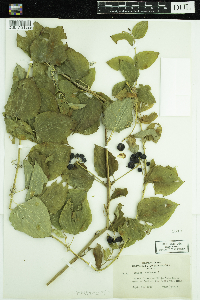 Smilax lasioneura image