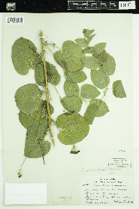 Smilax lasioneura image