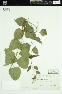 Eriophorum viridicarinatum image