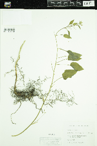 Smilax herbacea image