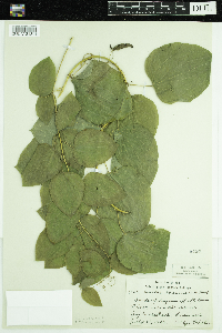Smilax herbacea image