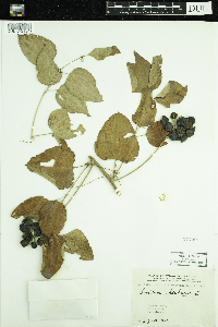 Smilax herbacea image
