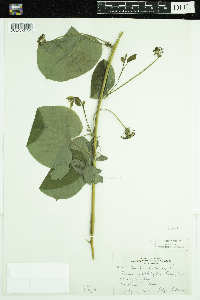 Smilax herbacea image