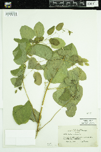 Smilax herbacea image