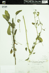 Smilax herbacea image