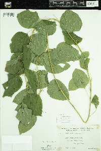 Smilax herbacea image
