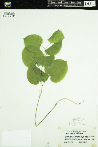 Smilax herbacea image