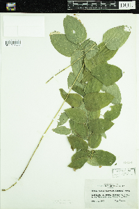 Smilax herbacea image