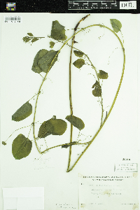 Smilax herbacea image
