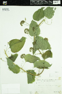 Smilax herbacea image