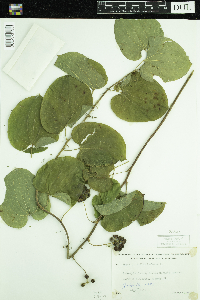Smilax herbacea image