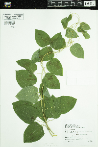 Smilax herbacea image