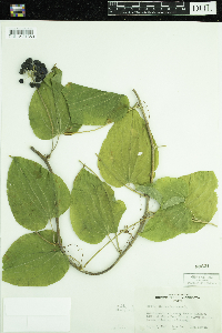 Smilax herbacea image