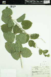 Smilax herbacea image