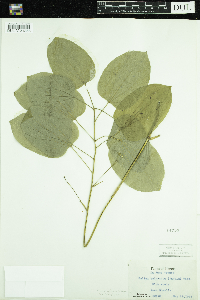Smilax ecirrhata image