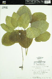 Smilax ecirrhata image