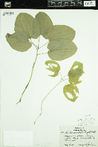 Smilax ecirrhata image