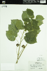 Smilax ecirrhata image