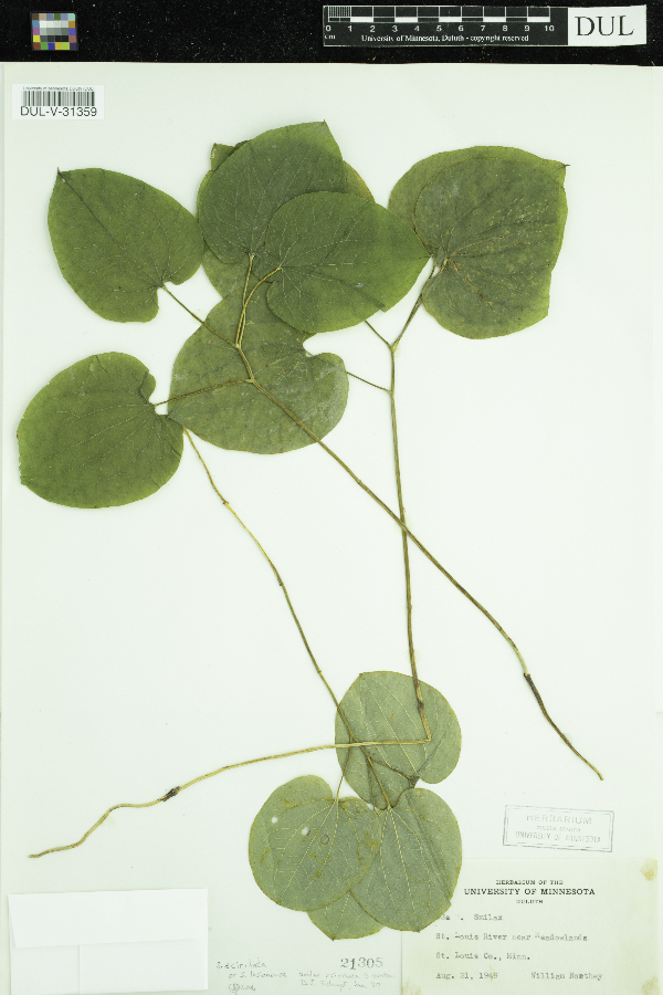 Smilax ecirrhata image