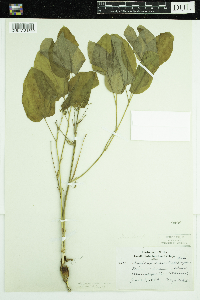 Smilax ecirrhata image