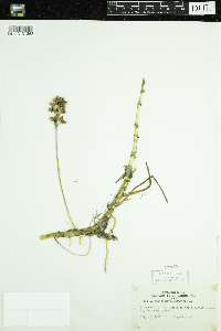 Scheuchzeria palustris image