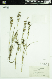 Scheuchzeria palustris image