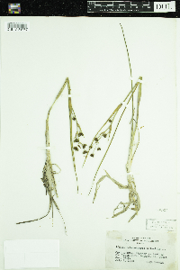 Scheuchzeria palustris image