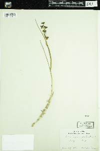 Scheuchzeria palustris image