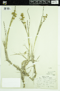 Scheuchzeria palustris image