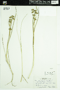 Scheuchzeria palustris image