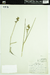 Scheuchzeria palustris image