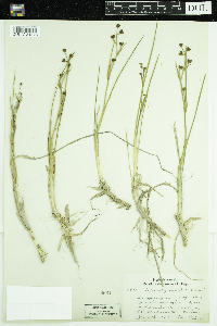 Scheuchzeria palustris image