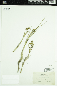 Scheuchzeria palustris image